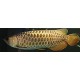 Golden Cross Back Arowana